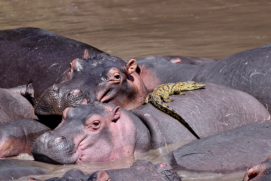A pod of hippos, Hippopotamus amphibius, huddle together in the Mara River, Masai Mara, Kenya.