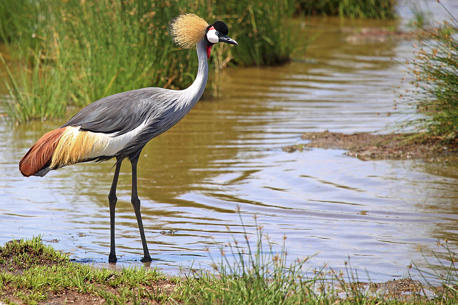 lake-manyara